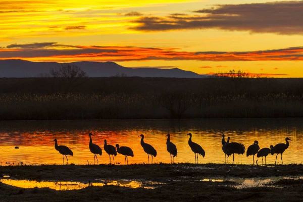 New Mexico, Bosque Del Apache Sandhill cranes
